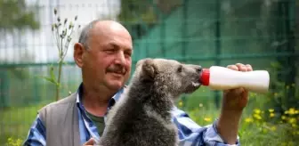 Bursa'da barınaktaki 3 aylık yavru ayı, biberonla besleniyor
