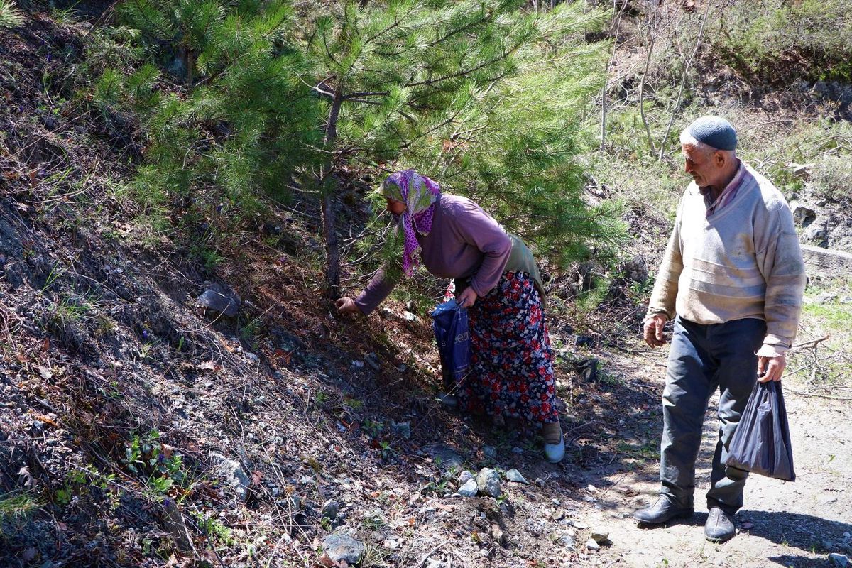 Ormanda dedektif gibi arayıp topladıkları kuzugöbeği mantarının kilosunu 150 TL'den satıyorlar