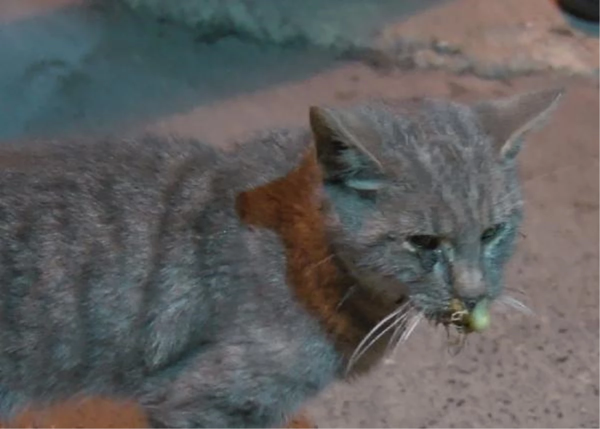 Son dakika haberi | Gaziosmanpaşa\'da kedilere zehir verilerek öldürüldüğü iddiası