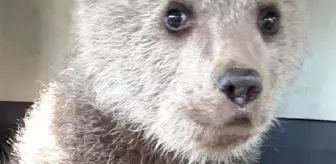 Ormanda bulunan yavru ayı koruma altında