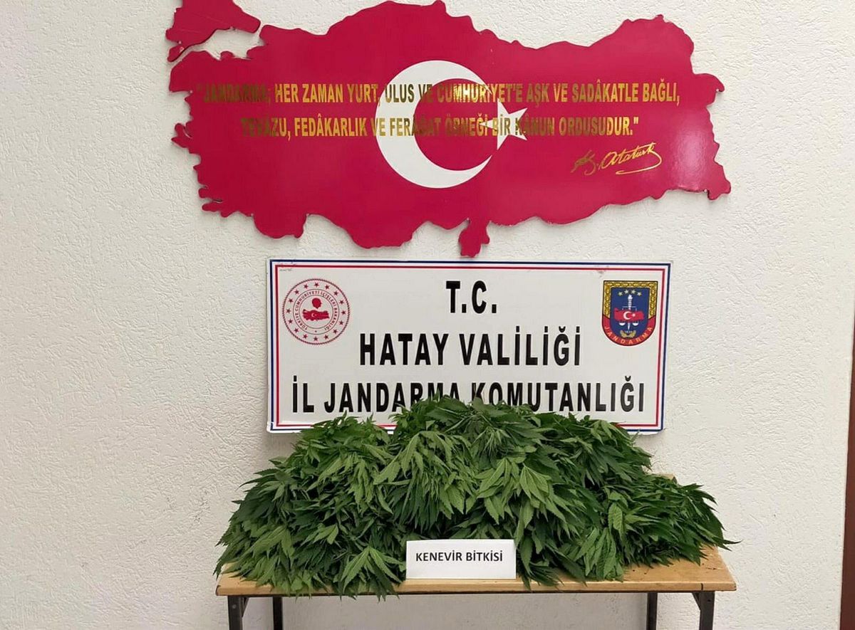 Ormanlık alanda 378 kök Hint keneviri ele geçirildi
