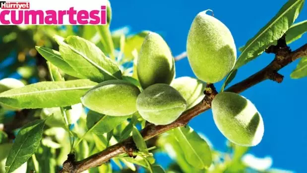 Üç farklı haliyle çağla şimdi sofralarda