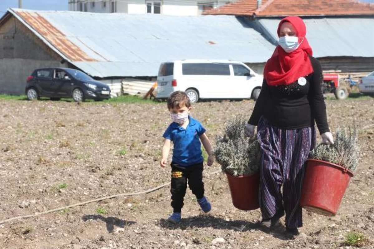 Son dakika haberleri... YÖRESEL ÜRÜN SATAN KADINLARIN \'LAVANTA\' HEDEFİ