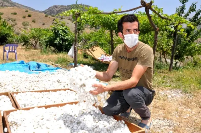 Batman'da 180 aileye ipek böceği larvası dağıtıldı Batman'da 180 aileye ipek böceği larvası dağıtıldı