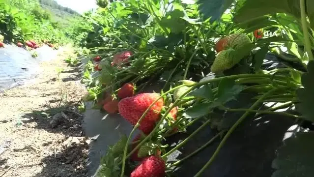 Bir dönüm ile başladı şimdi taleplere yetişemiyor Bir dönüm ile başladı şimdi taleplere yetişemiyor