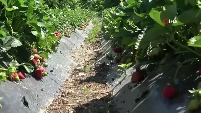 Bir dönüm ile başladı şimdi taleplere yetişemiyor Bir dönüm ile başladı şimdi taleplere yetişemiyor