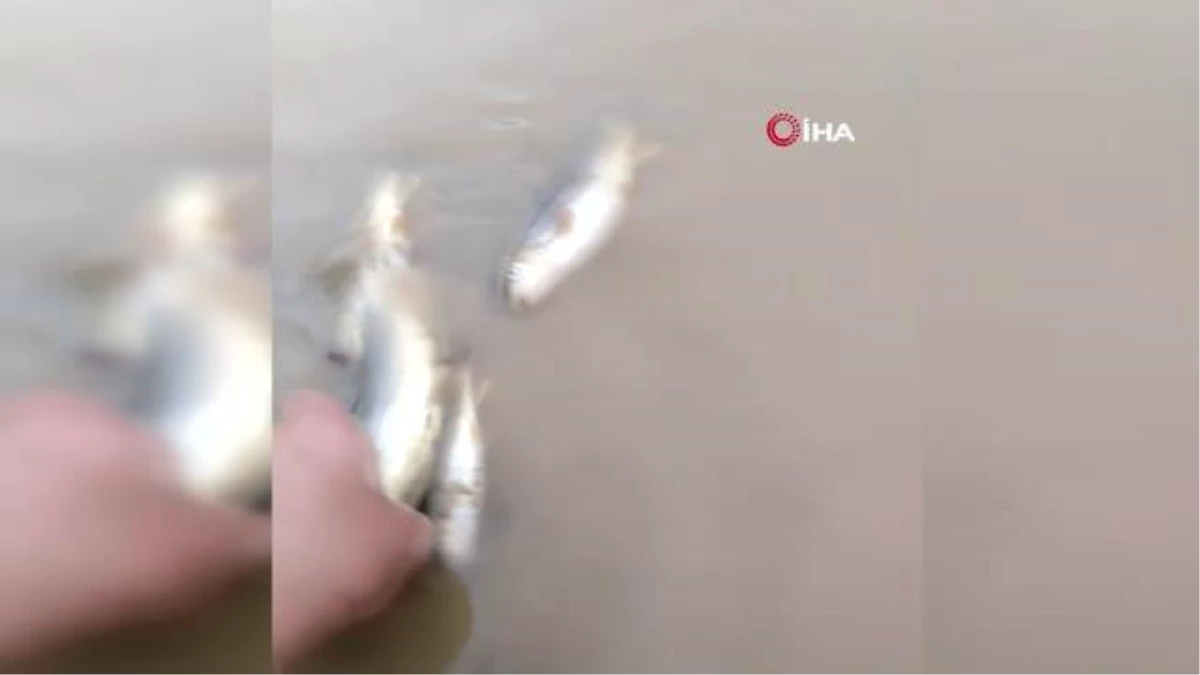 Deredeki balıklar telef oldu