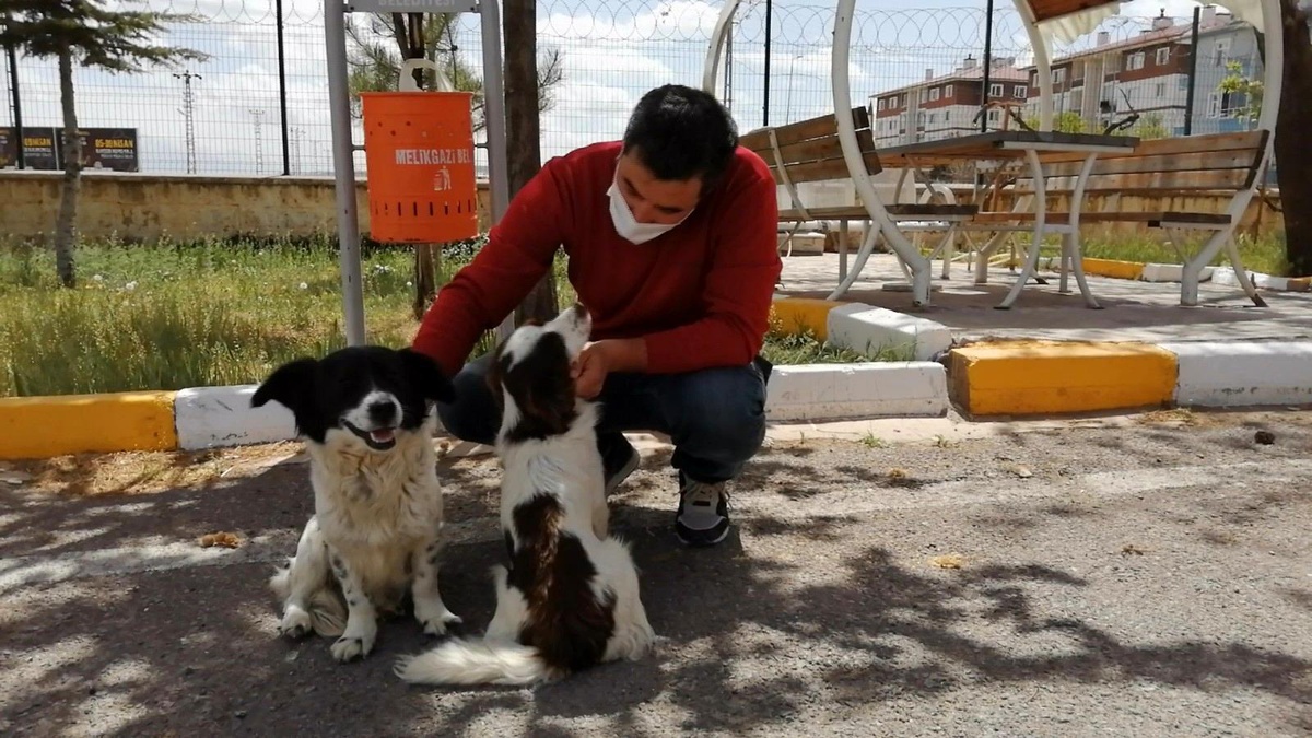 Emniyet personeli iki sokak köpeğini ezilmekten kurtardı