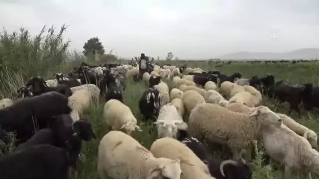 Göçerlerin yaylalara yolculuğu başladı Göçerlerin yaylalara yolculuğu başladı
