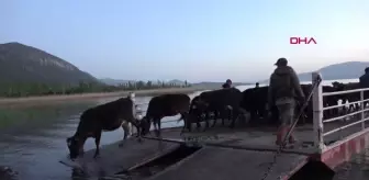 ISPARTA MADA ADASI'NDA YAŞAYANLARININ SALLA YAYLAYA GÖÇÜ BAŞLADI