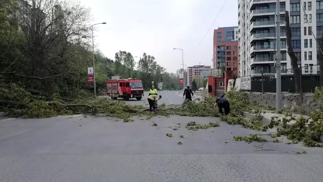İstanbul'da ağaçlar yola devrildi: İBB'ye ulaşılamayınca polis temizledi İstanbul'da ağaçlar yola devrildi: İBB'ye ulaşılamayınca polis temizledi