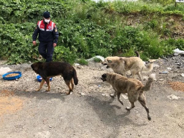 JANDARMA EKİPLERİ, SOKAK HAYVANLARINI UNUTMADI