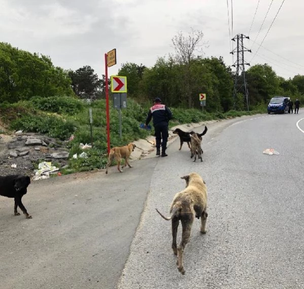 JANDARMA EKİPLERİ, SOKAK HAYVANLARINI UNUTMADI