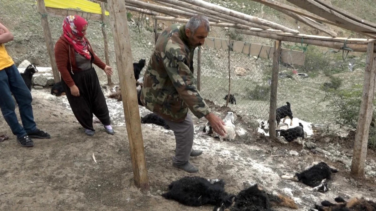 Kulp\'ta sokak köpekleri 20 keçiyi telef etti, 21 keçiyi de yaraladı