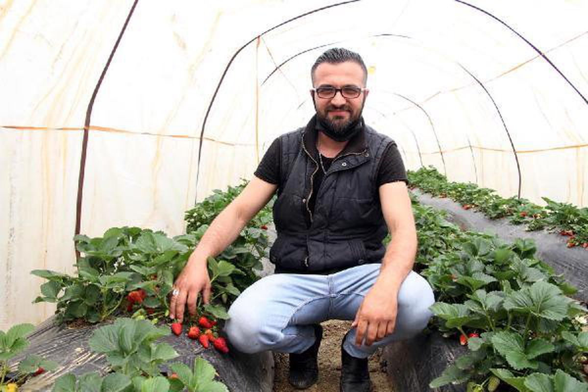 Tam kapanmada özel izinle çilek hasadı yaptılar