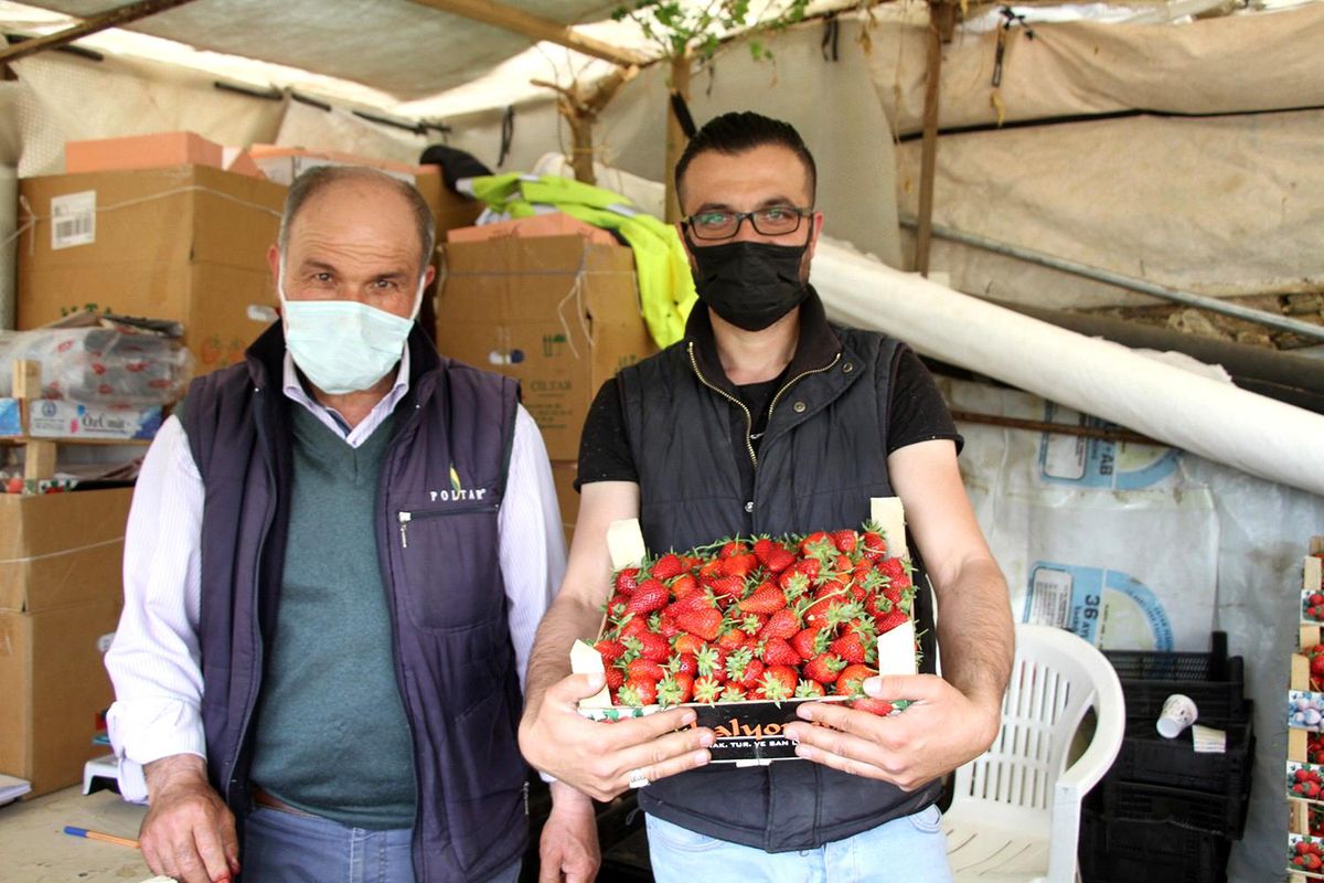 Tam kapanmanın dördüncü gününde ilk çilek hasadı