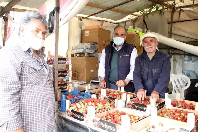 Tam kapanmanın dördüncü gününde ilk çilek hasadı Tam kapanmanın dördüncü gününde ilk çilek hasadı