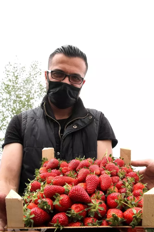 Tam kapanmanın dördüncü gününde ilk çilek hasadı Tam kapanmanın dördüncü gününde ilk çilek hasadı