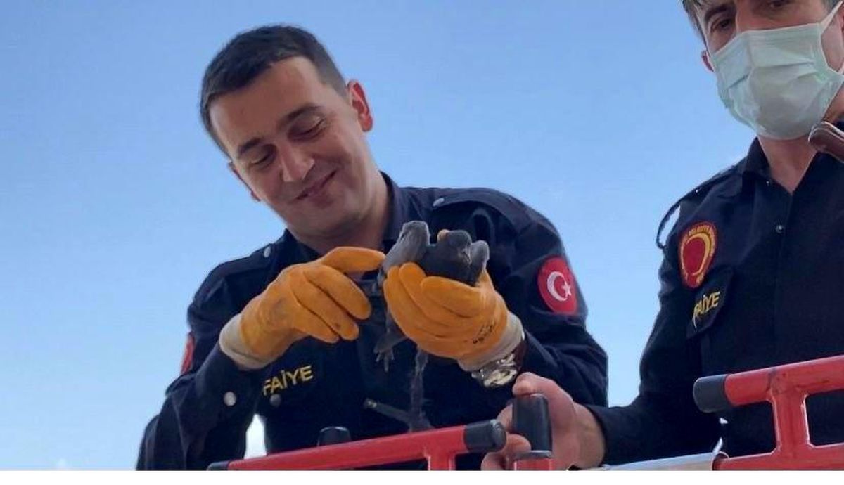Son dakika haberi... Tele takılan güvercini itfaiye ekipleri kurtardı