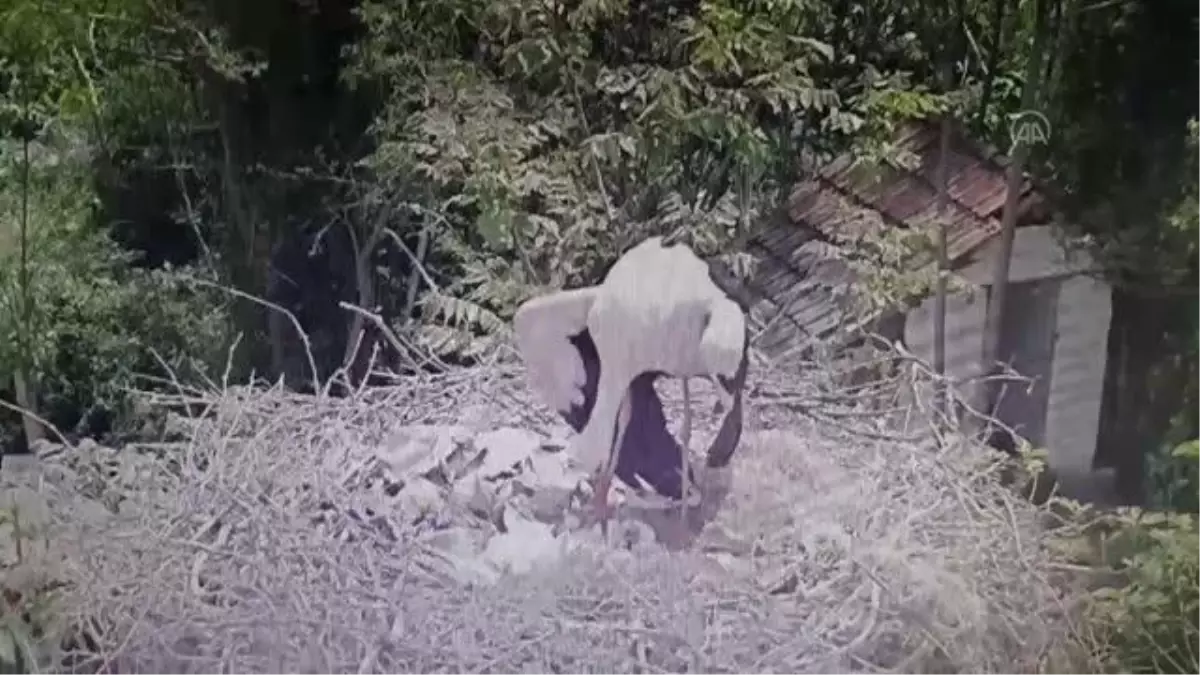 10 yıldır aynı mahalleye gelen leylek Yaren\'in 3 yavrusu dünyaya gözlerini açtı