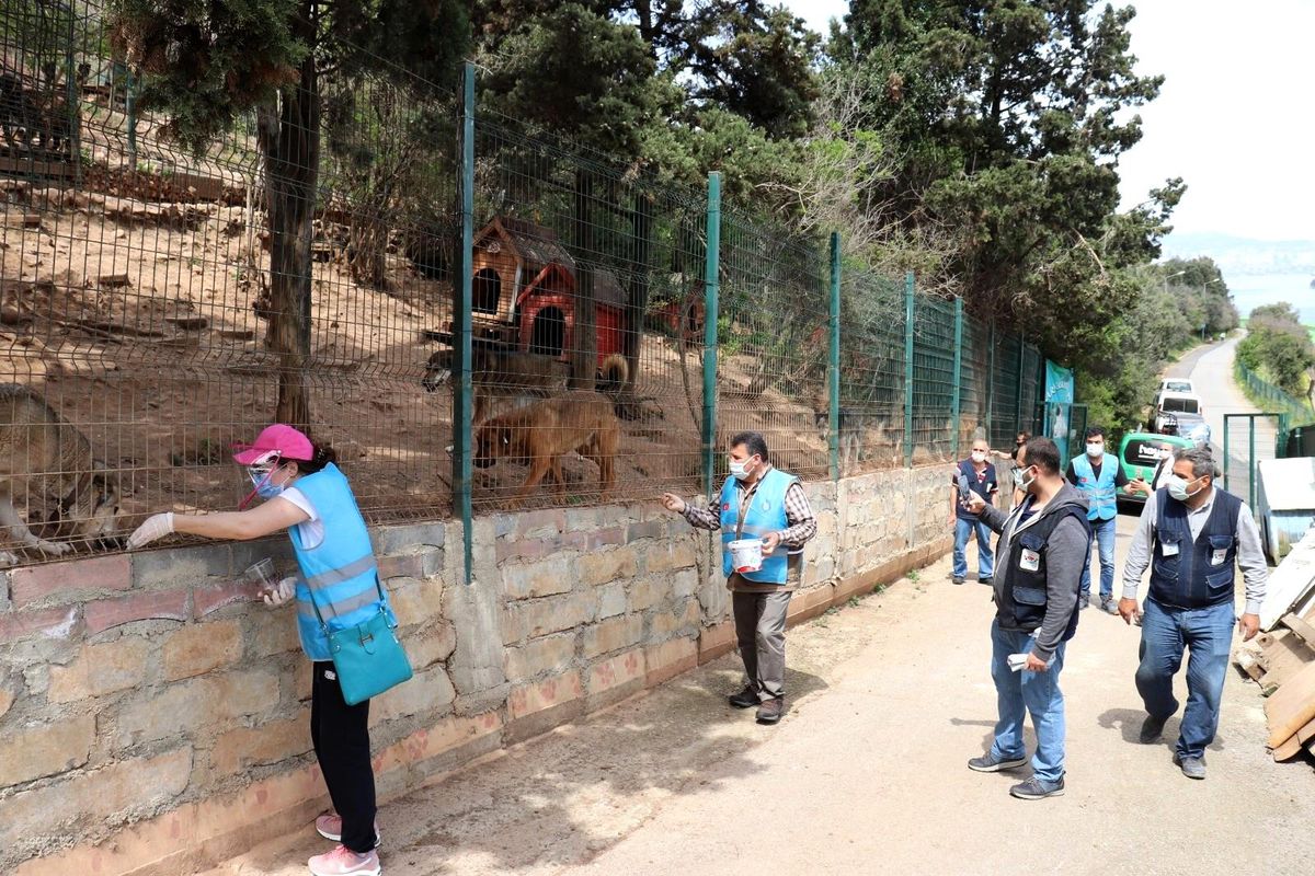 Adalar\'daki sokak hayvanları kısıtlamada emin ellerde