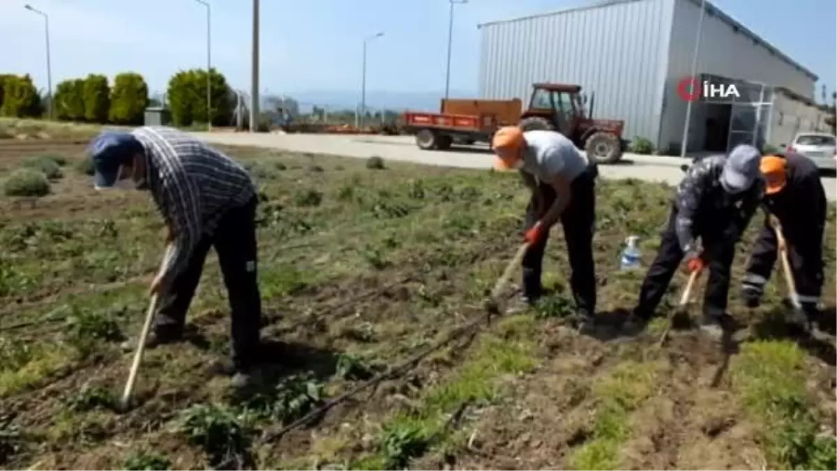 Arıcılar için ballı bitkilerin üretimine başladı