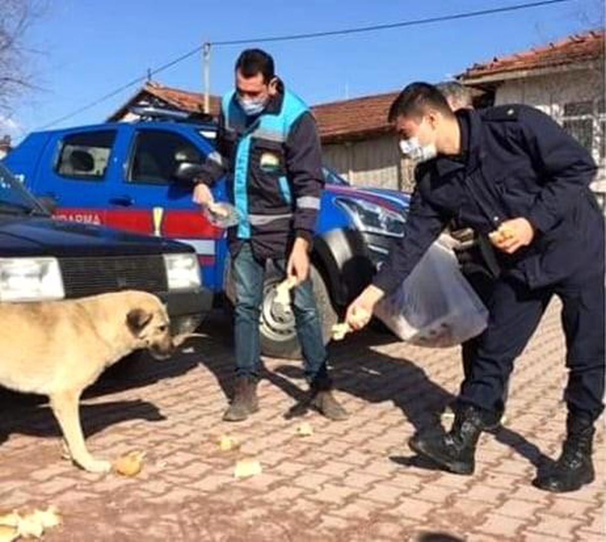 Aslanapa\'da sokak hayvanları unutulmadı