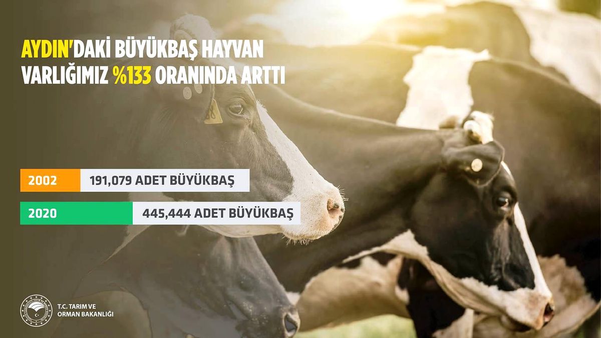 Aydın\'da büyükbaş hayvan sayısı artış gösterdi