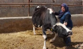 Bir inek satın aldı, şimdi çiftlik sahibi! 2 çocuk annesi kadın girişimcilik hikayesiyle örnek oluyor