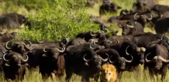 ABD, yetenekli bizon avcısı arıyor! Bölgedeki 600 bizon sayısı 200'e düşürülecek