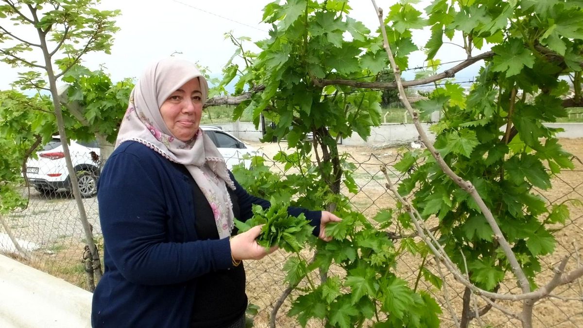 Burhaniye\'de asma yaprağı hasadı başladı