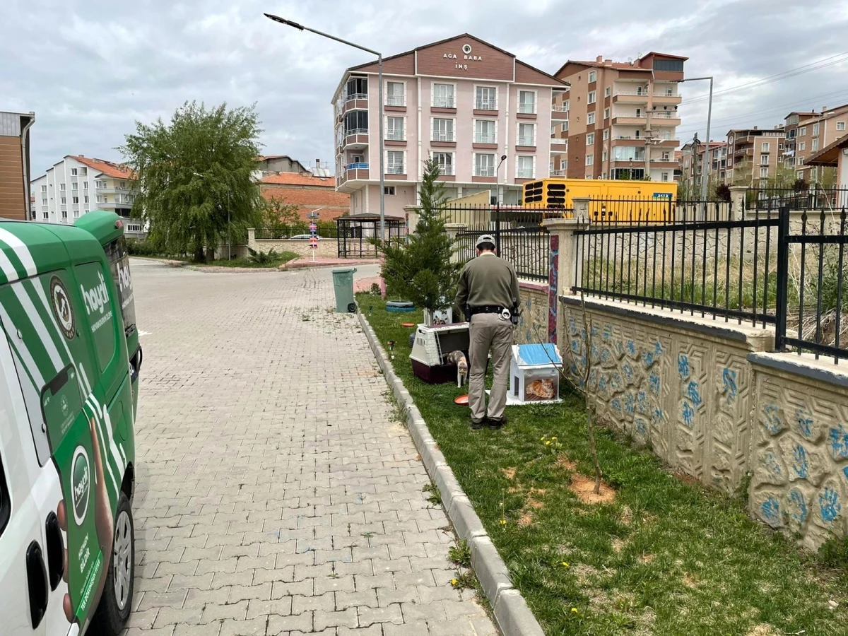 Çevre Doğa ve Hayvanları Koruma bürosu pandemide sokak hayvanlarını unutmadı