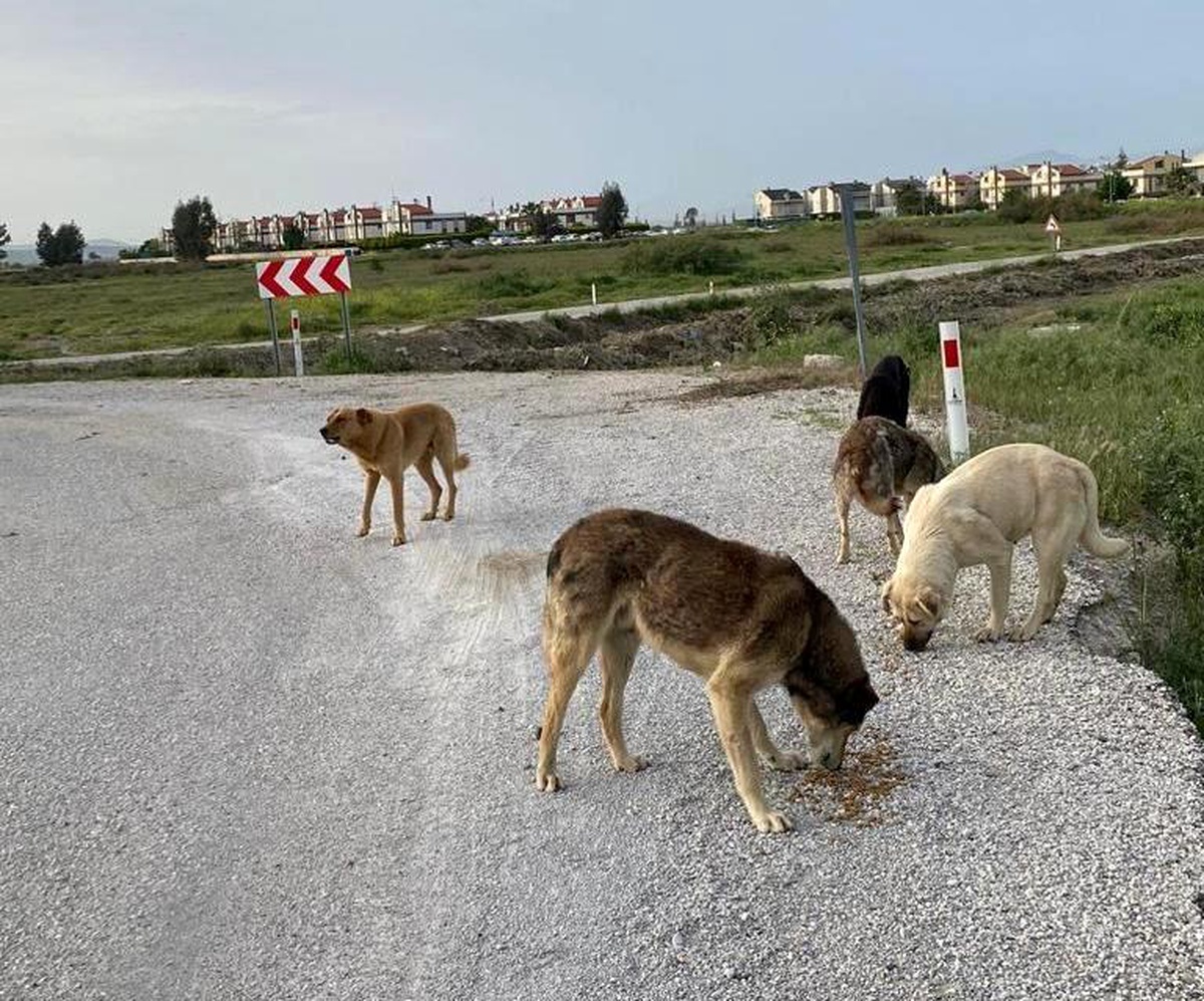 Çiğli Belediyesi tam kapanmada sokak hayvanlarını unutmadı