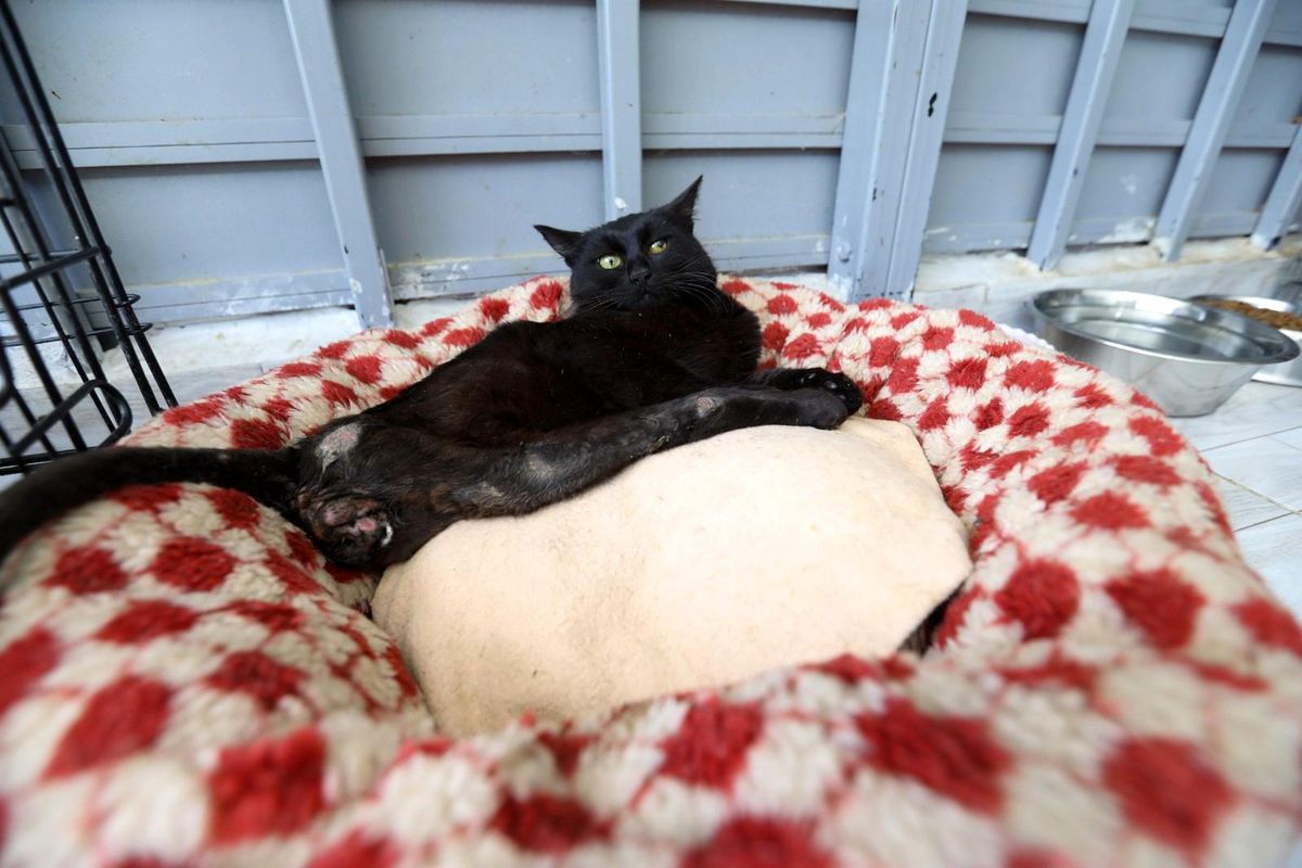 Deprem mağduru Beyaz, Engelli Kedi Evinde yaşama tutundu