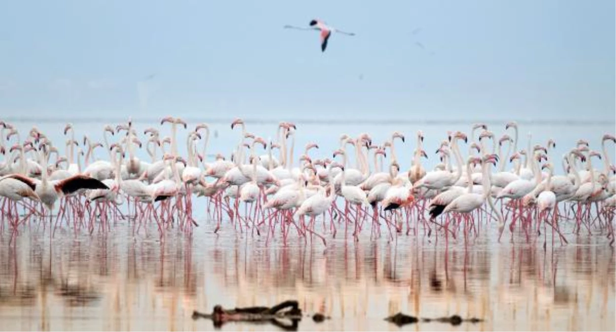 \'Dronlar flamingoları strese sokuyor\'