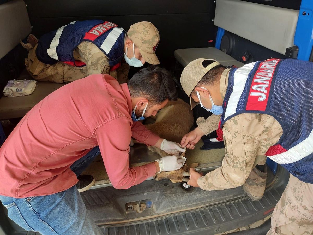 Gölete düşen dağ keçisi kurtarıldı
