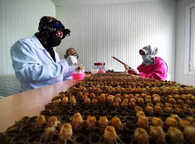 Gram gram sağdığı arı sütünün kilosunu 8 bin liradan satıyor Gram gram sağdığı arı sütünün kilosunu 8 bin liradan satıyor