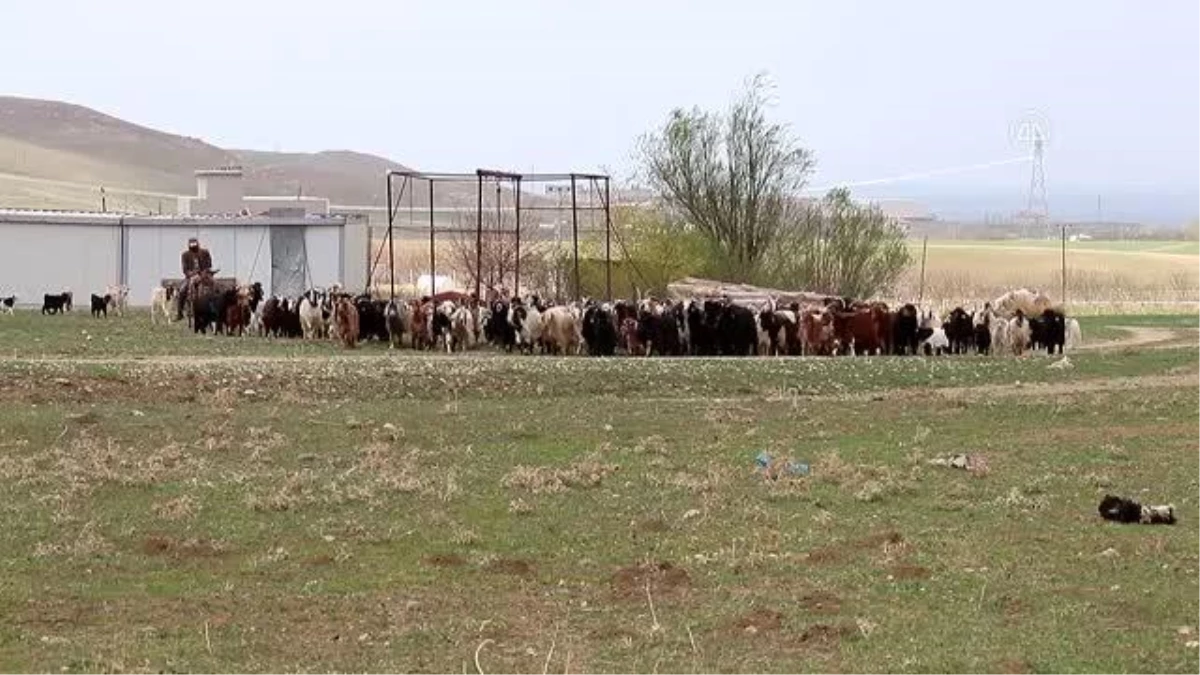 İş yerini kapatarak keçi çiftliği kuran girişimci süt talebine yetişmeye çalışıyor