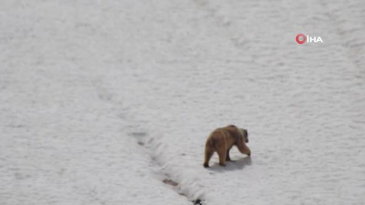 Kış uykusundan uyanan ayı böyle görüntülendi