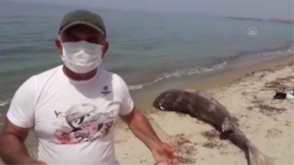 Son dakika! Kuşadası\'nda sahilde köpek balığı ölüsü bulundu