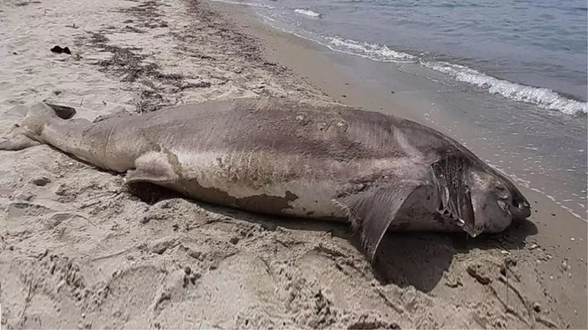 Kuşadası sahilde 3.7 metre uzunluğunda ölü bir köpekbalığı bulundu