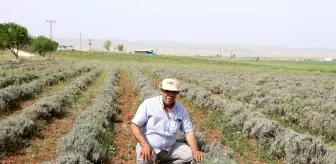 Lavanta ekimine geçti, elektrik faturasından kurtuldu