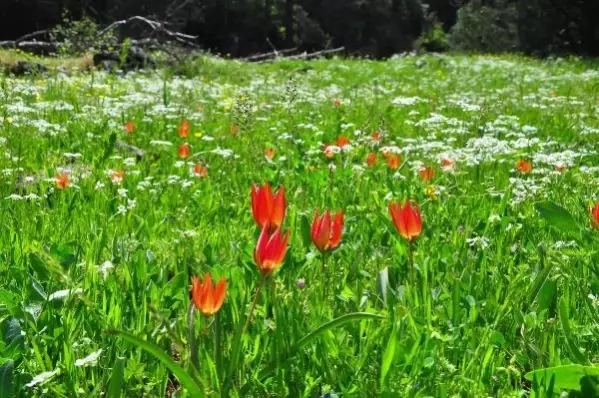 Yılda bir kez açan Manisa lalesini koparan yanar: 80 bin lira cezası var Yılda bir kez açan Manisa lalesini koparan yanar: 80 bin lira cezası var