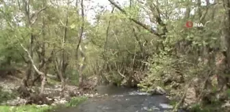 Manyas Ketenlik deresi siyaha büründü