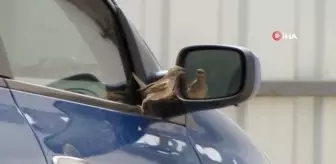 Minik serçenin aynadaki oyunu görenleri gülümsetti