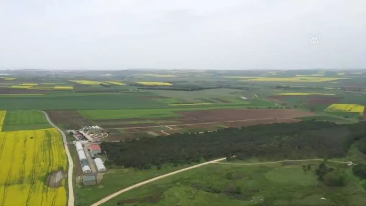 Silivri\'de yerli ayçiçeği tohumu için deneme ekimi yapıldı