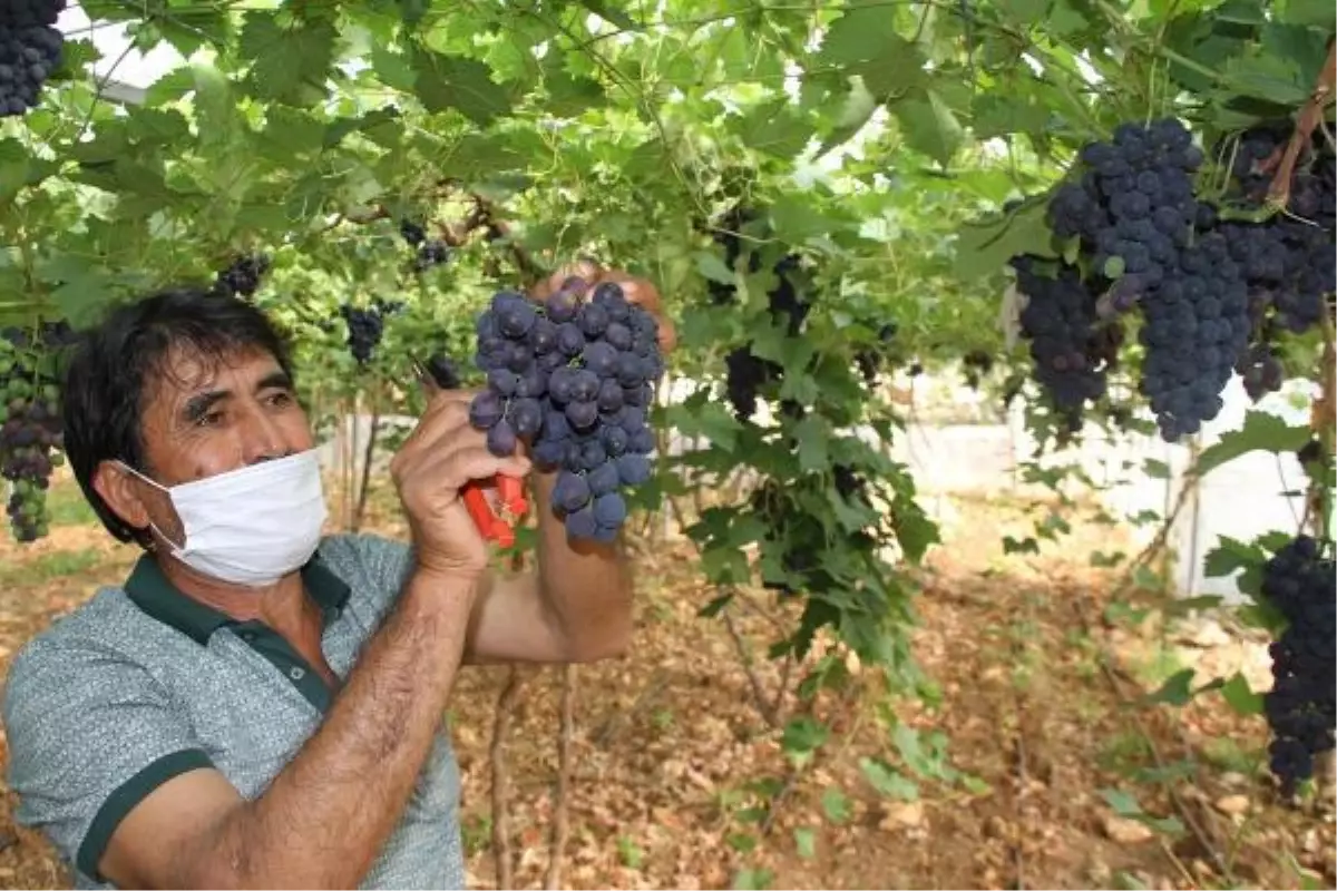 Turfanda üzümde hasat zamanı! Kilosu dalında 30 lira