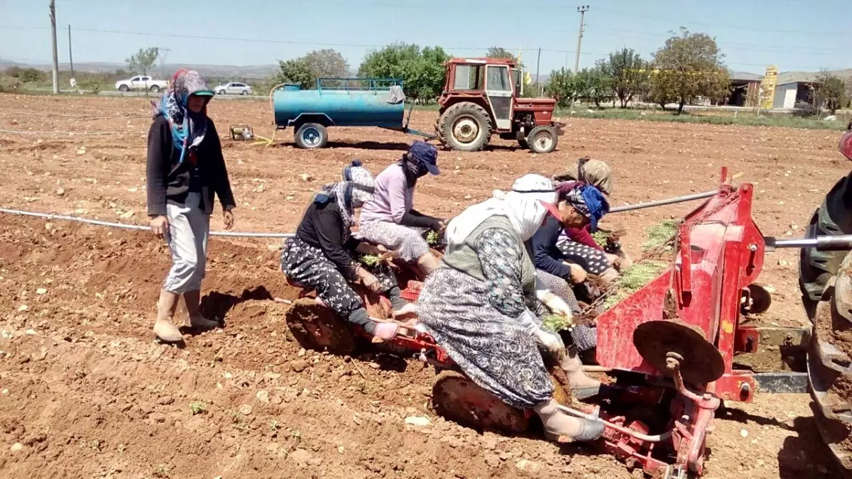 Üretimde dünya lideri olan Denizli\'de kekik ekim alanları artıyor