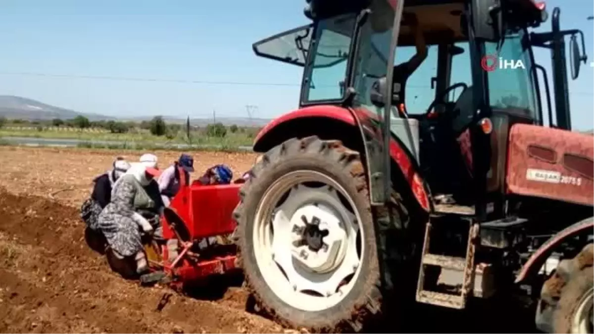 Üzümden kaçan çiftçiler korona savar kekiğe yöneldi