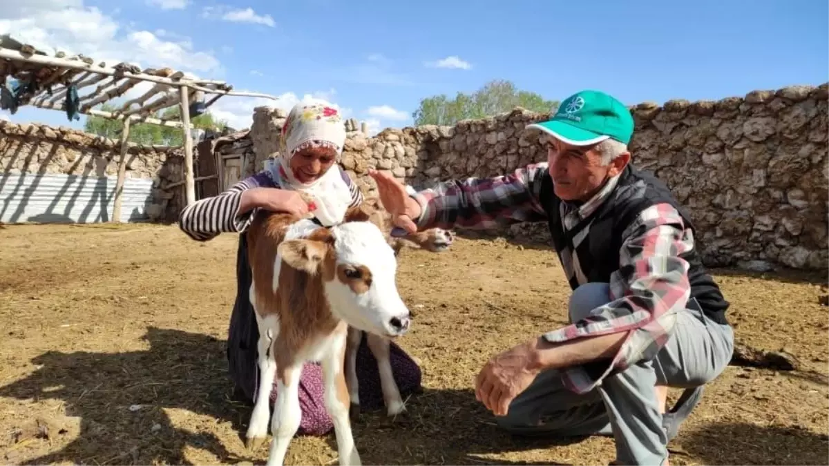 Son dakika haberi... Yetim kalan buzağılara kendi çocukları gibi bakıyorlar